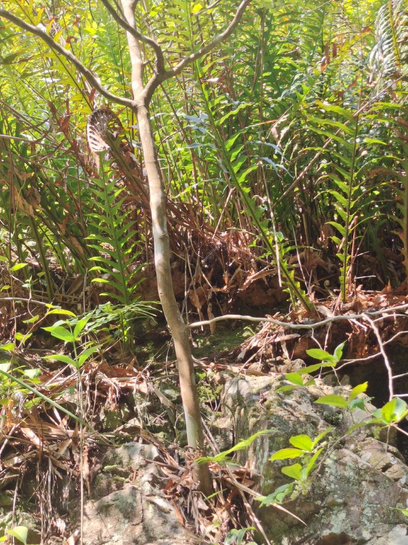 骨碎补黄狗小叶石岩姜纯野生鲜货