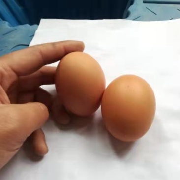 红壳鸡蛋