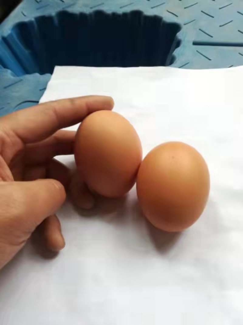 红壳鸡蛋