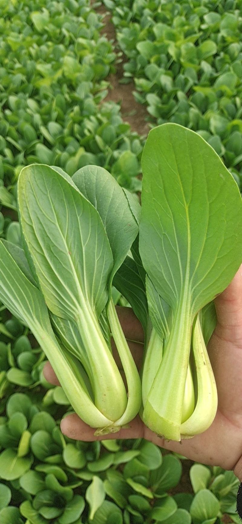 主营:精品上海青，毛白菜，食堂菜。