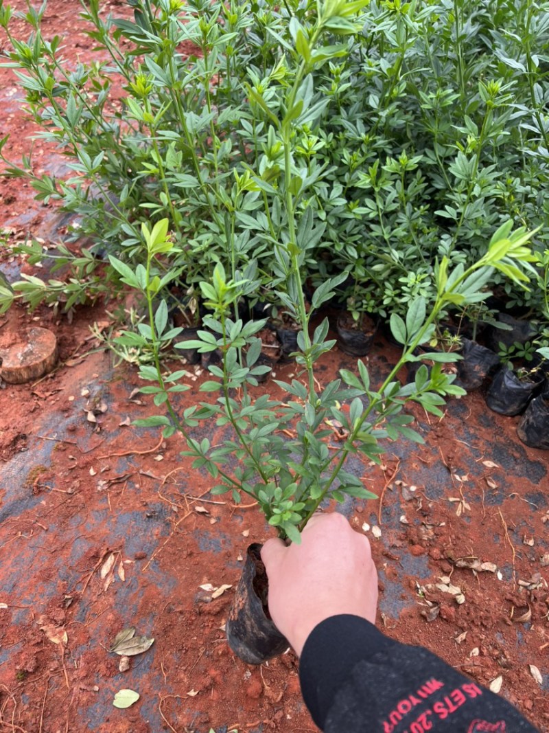 云南黄馨绿化苗木自产自销大量从优