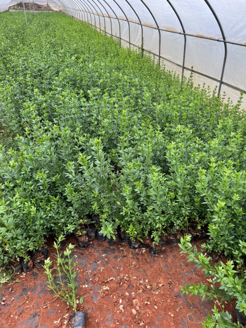 云南黄馨绿化苗木自产自销大量从优