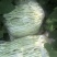 四季豆