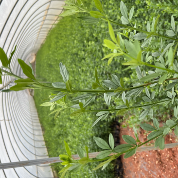 云南黄馨绿化苗木自产自销大量从优