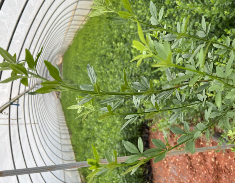云南黄馨绿化苗木自产自销大量从优