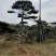 造型油松，造型黑松，造型赤松盆景迎客松