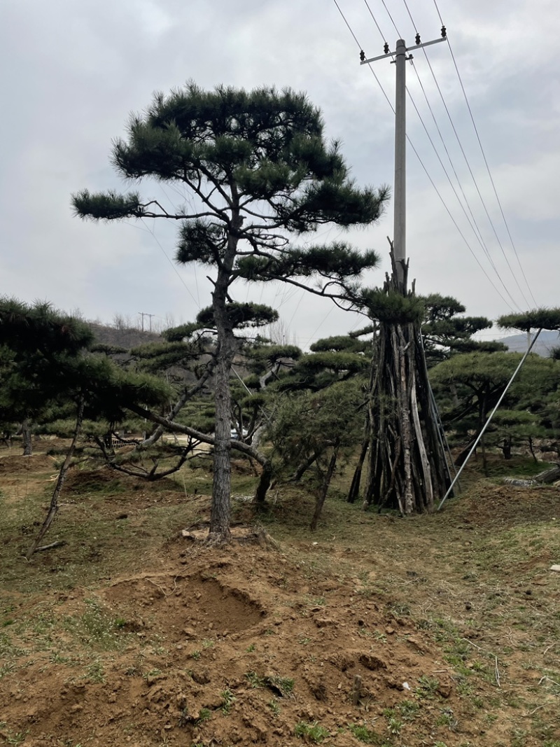 造型油松，造型黑松，造型赤松盆景迎客松