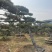 造型油松，造型黑松，造型赤松盆景迎客松