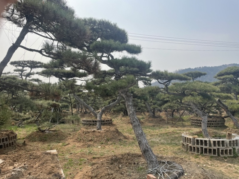 造型油松，造型黑松，造型赤松盆景迎客松