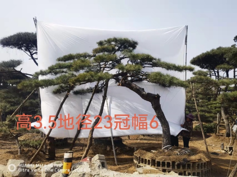 造型油松，造型黑松，造型赤松盆景迎客松