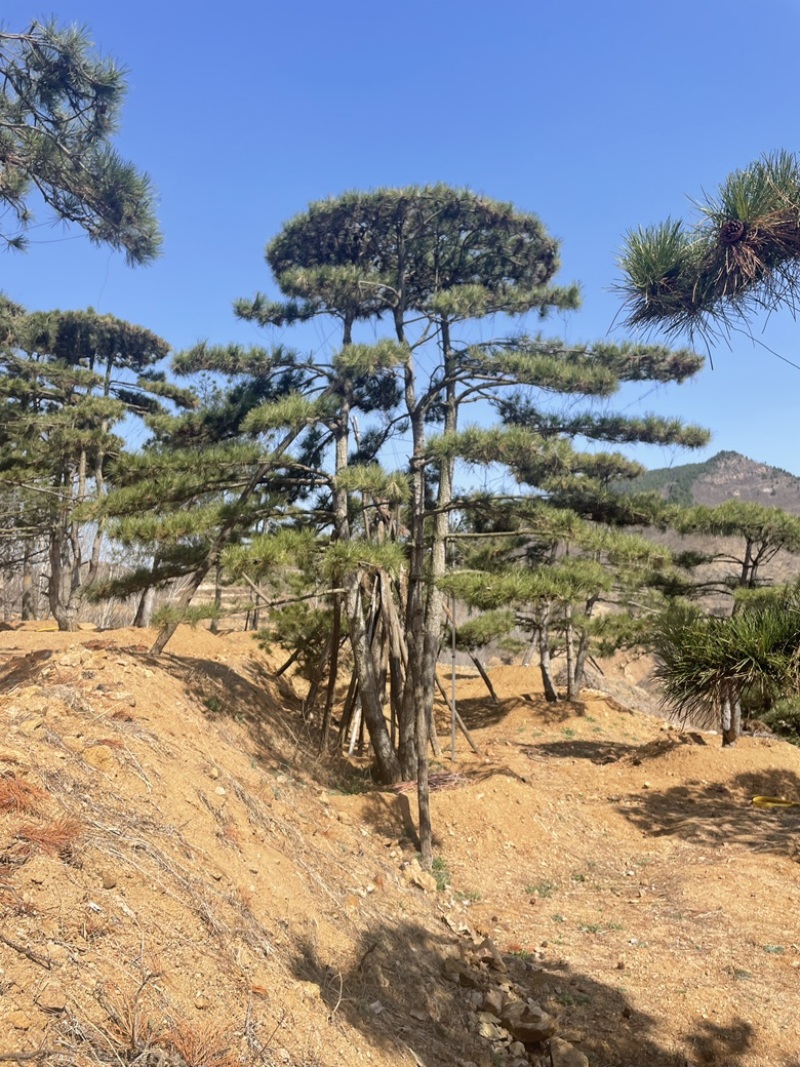 造型油松，造型黑松，造型赤松盆景迎客松