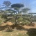 造型油松，造型黑松，造型赤松盆景迎客松