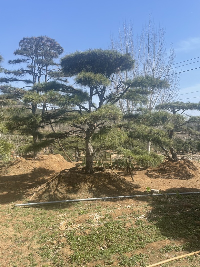 造型油松，造型黑松，造型赤松盆景迎客松