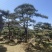 造型油松，造型黑松，造型赤松盆景迎客松