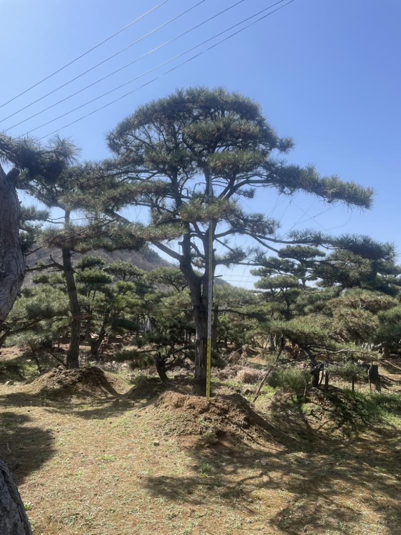 造型油松，造型黑松，造型赤松盆景迎客松