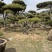 造型油松，造型黑松，造型赤松盆景迎客松
