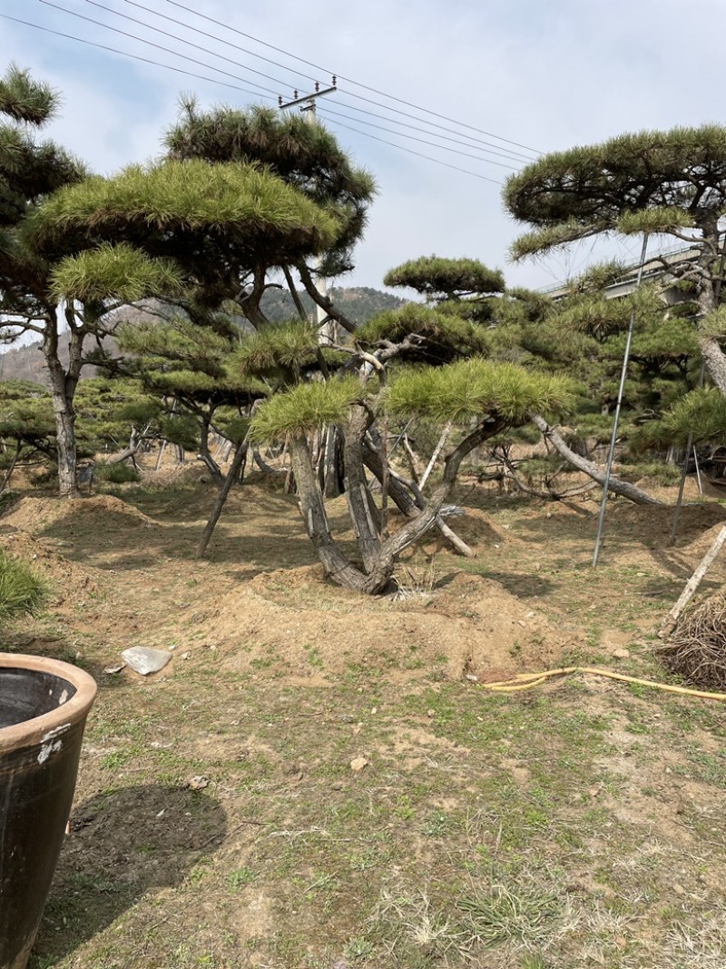 造型油松，造型黑松，造型赤松盆景迎客松