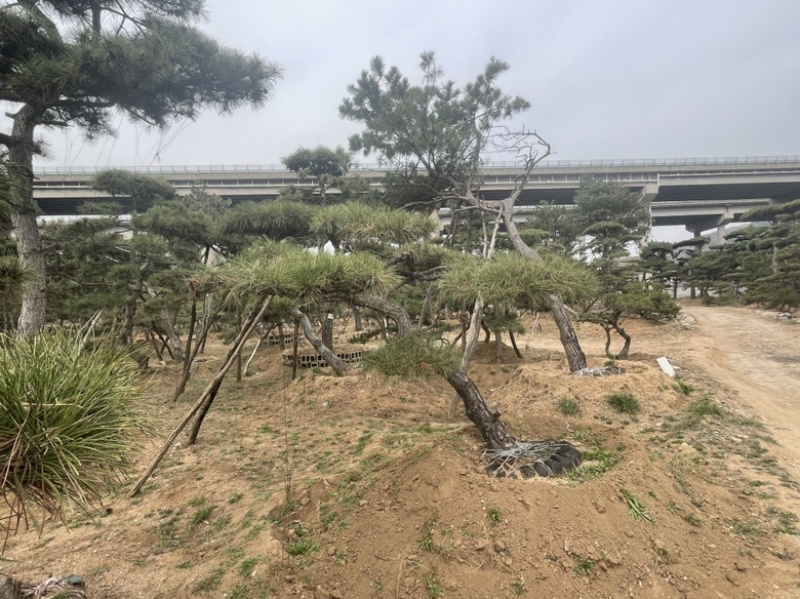 造型油松，造型黑松，造型赤松盆景迎客松
