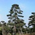 造型油松，造型黑松，造型赤松盆景迎客松