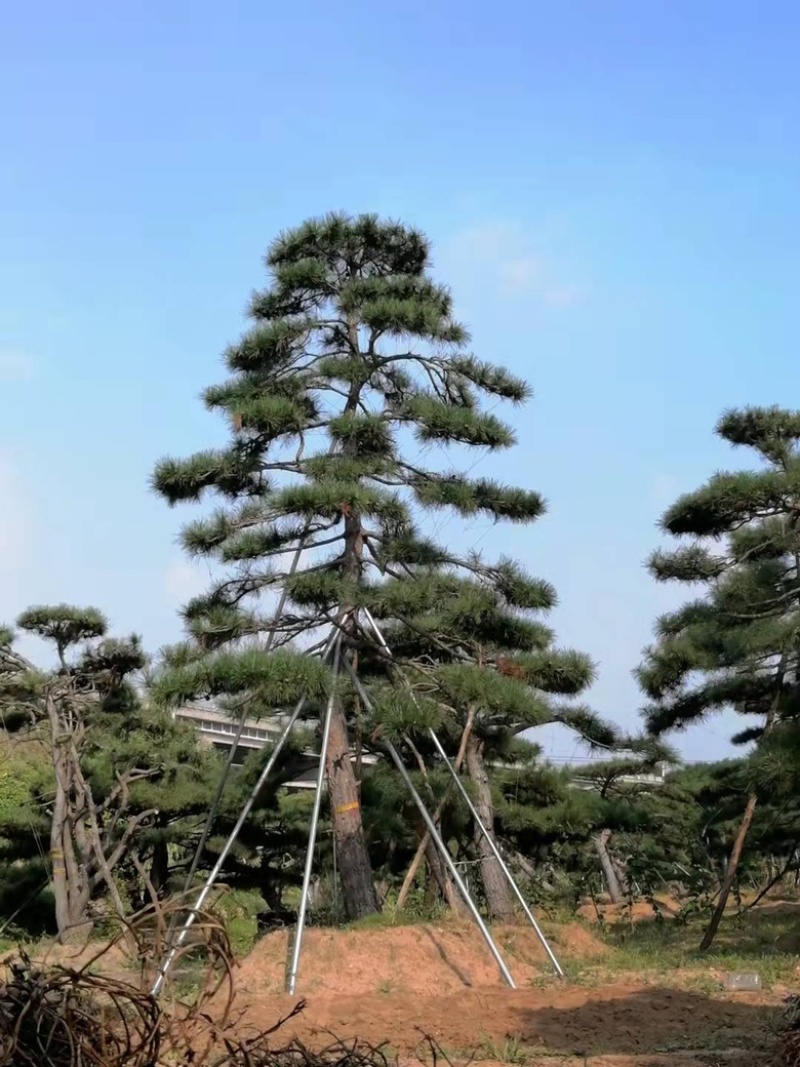 造型油松，造型黑松，造型赤松盆景迎客松