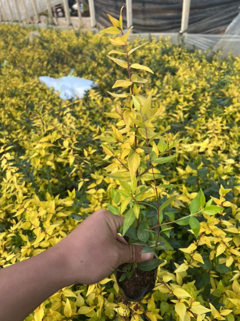六道木绿化苗木产地直销自产自销大量从优