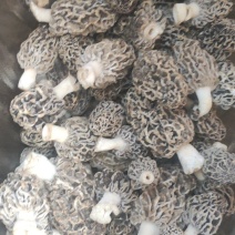 野生羊肚菌