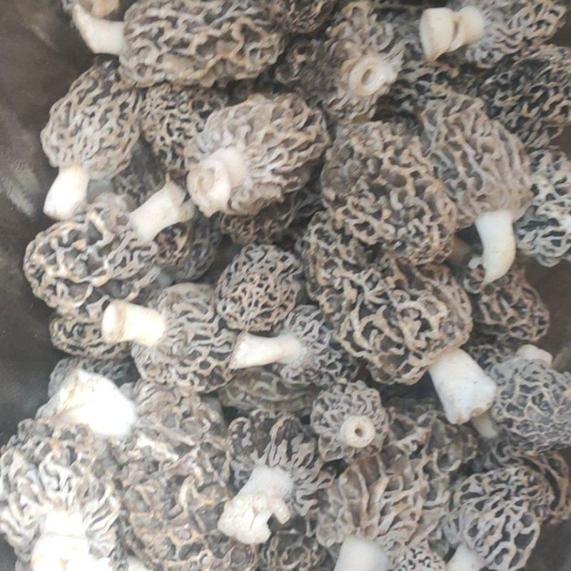 野生羊肚菌