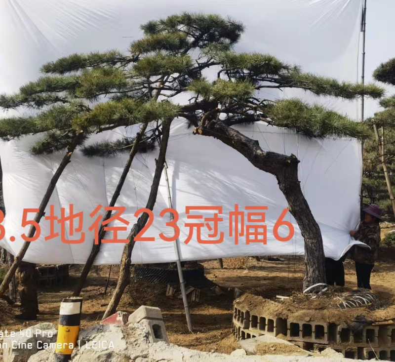 造型油松，造型黑松，造型赤松盆景迎客松