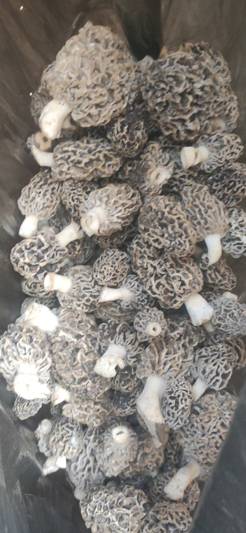 野生羊肚菌
