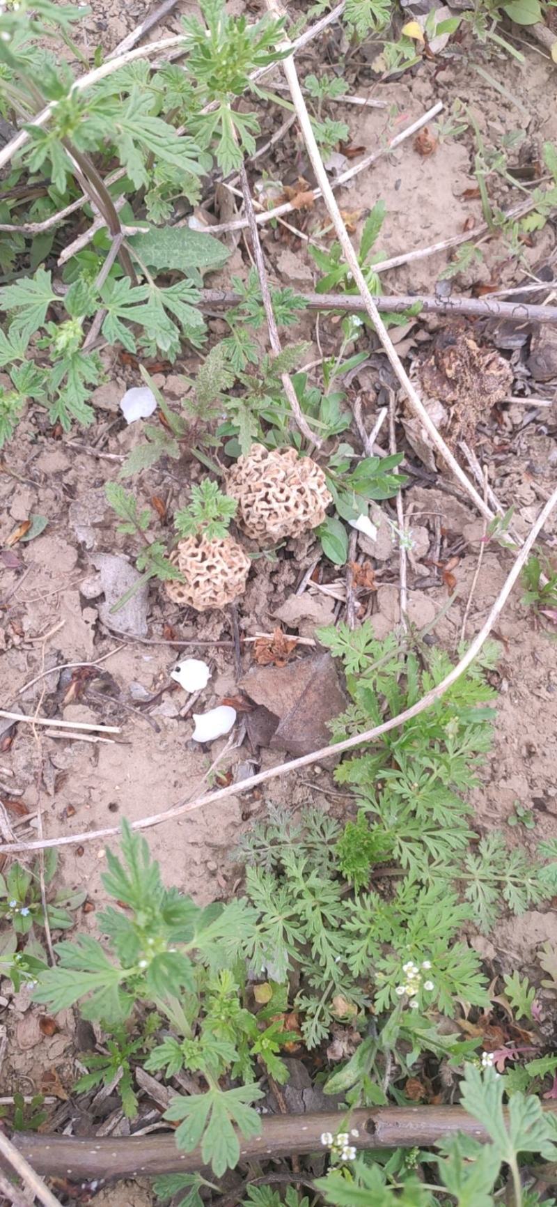 野生羊肚菌