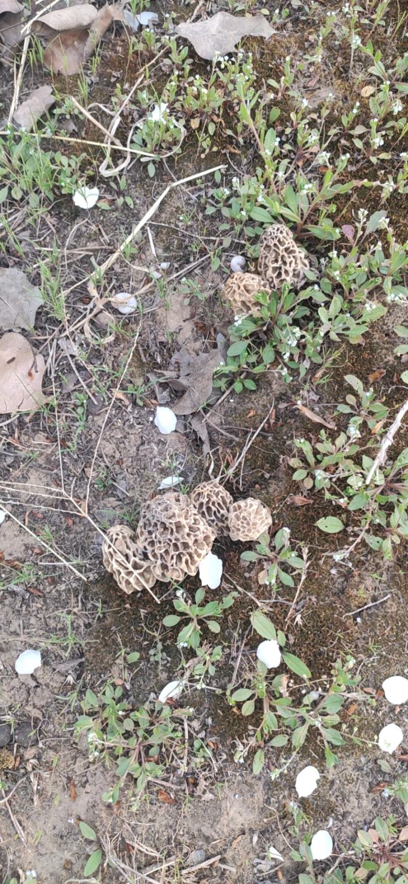 野生羊肚菌