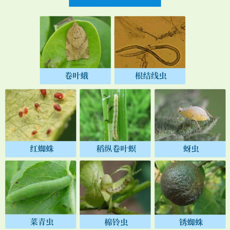 5%阿维菌素稻纵卷叶螟杀虫剂红蜘蛛小菜蛾潜叶蛾蔬菜果树