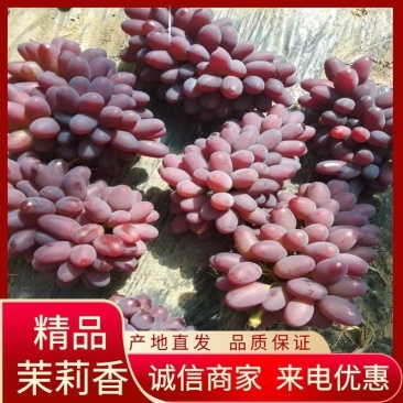 着色香葡萄暖棚葡萄口感甘甜果粒大卖相好辽宁葡萄