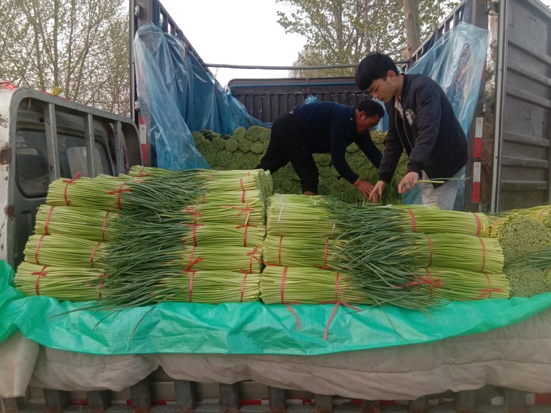 【精品】蒜薹，中牟红帽蒜苔60~70，产地货源，欢迎采购