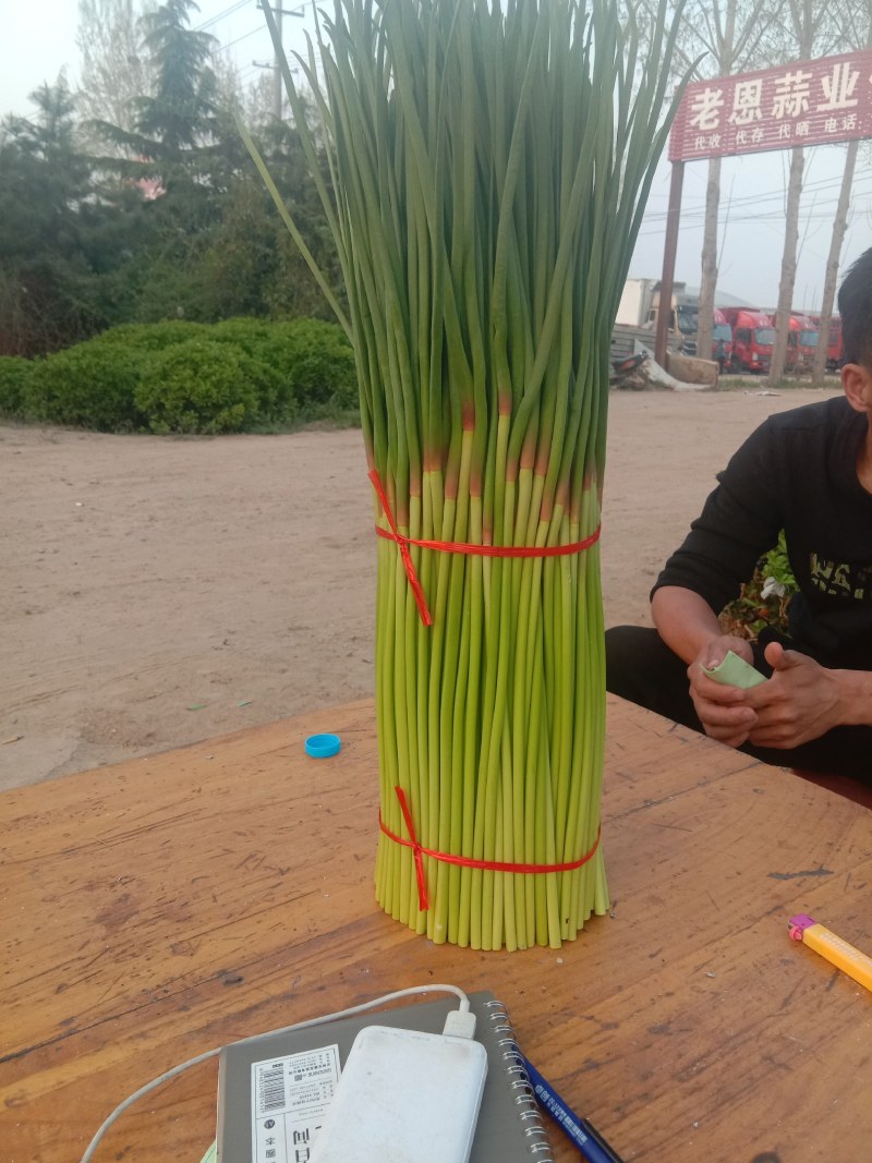 【精品】蒜薹，中牟红帽蒜苔60~70，产地货源，欢迎采购