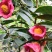 红花油茶苗红花油茶营养袋苗