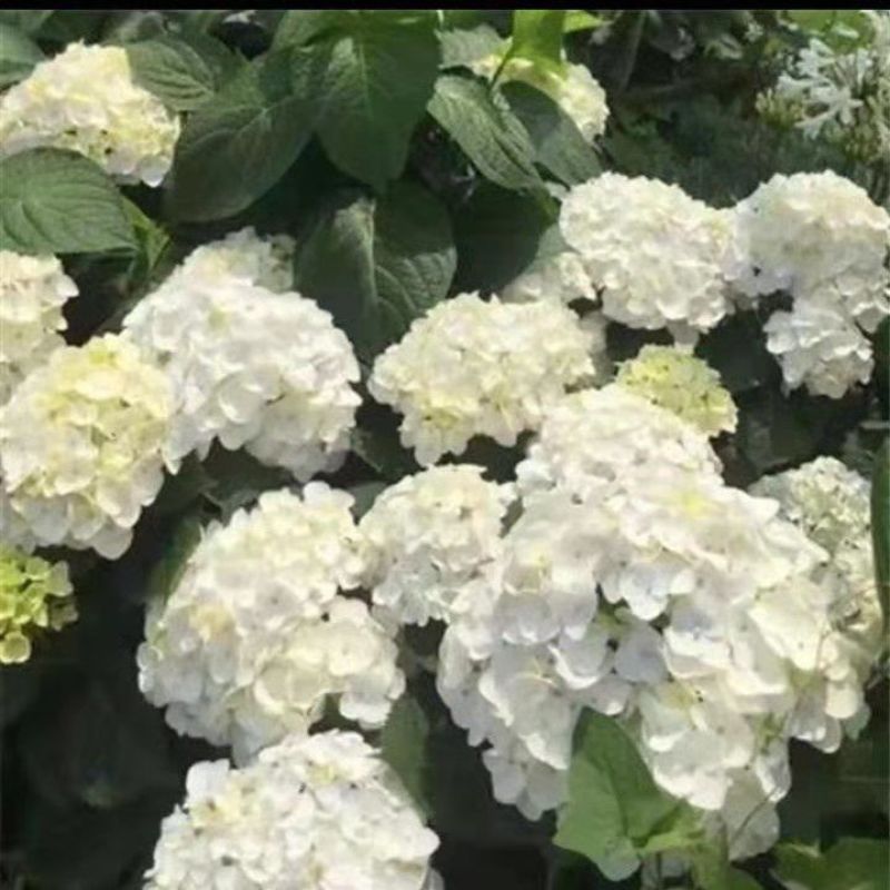 绣球花盆栽带花无尽夏绣球花苗特大老桩花卉盆栽植物室内花好