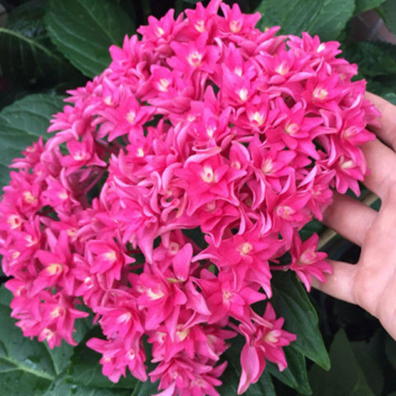 绣球花盆栽带花无尽夏绣球花苗特大老桩花卉盆栽植物室内花好