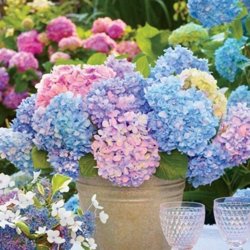 绣球花盆栽带花无尽夏绣球花苗特大老桩花卉盆栽植物室内花好