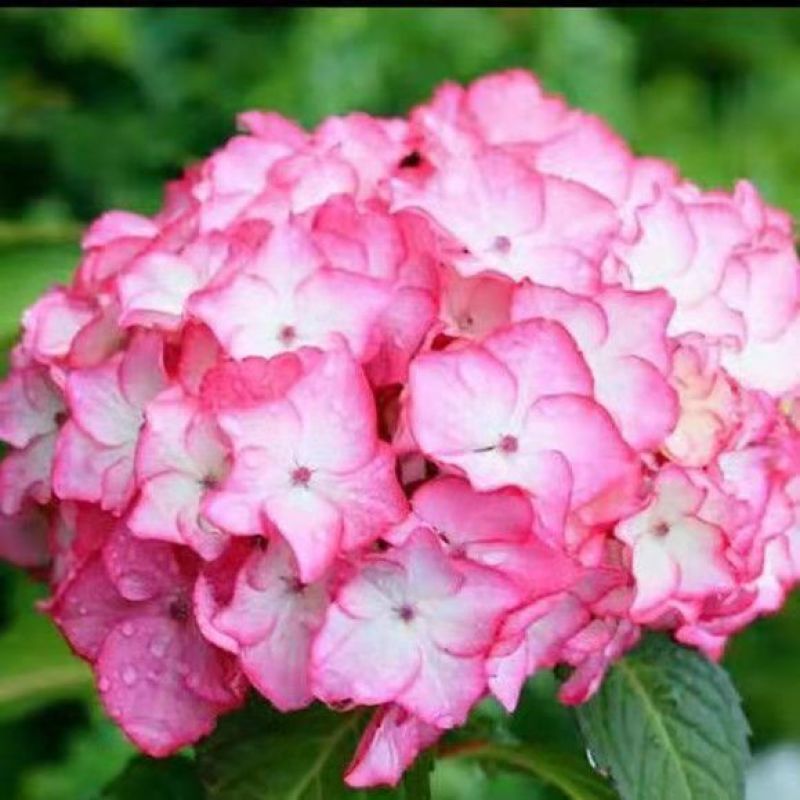 绣球花盆栽带花无尽夏绣球花苗特大老桩花卉盆栽植物室内花好