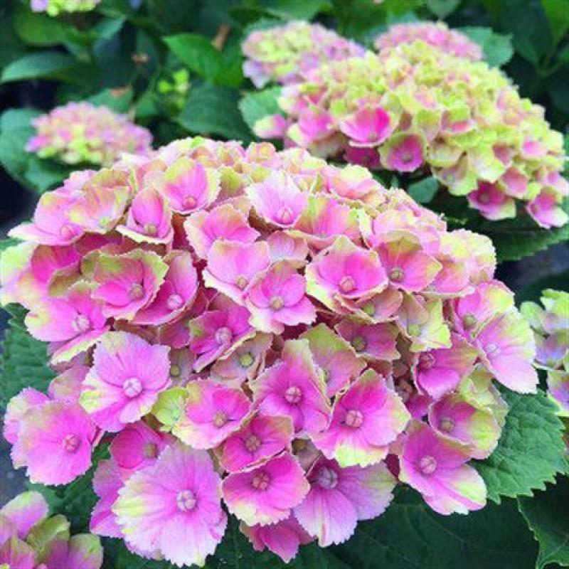 绣球花盆栽带花无尽夏绣球花苗特大老桩花卉盆栽植物室内花好