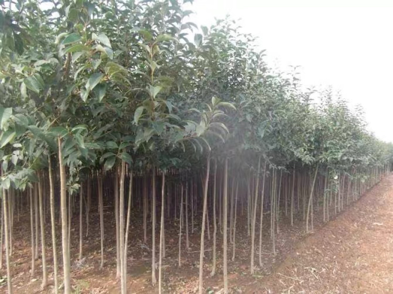 大叶女贞行道树园林绿化工程苗木高杆