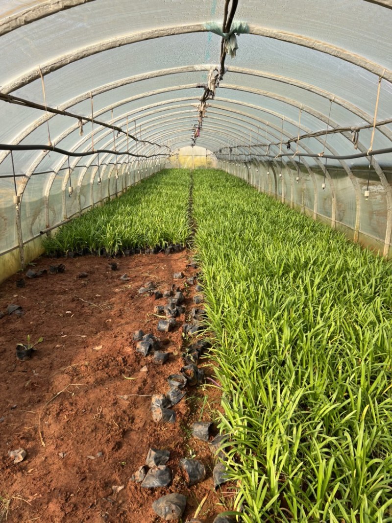 百子莲绿化苗木庭院种植自产自销大量从优