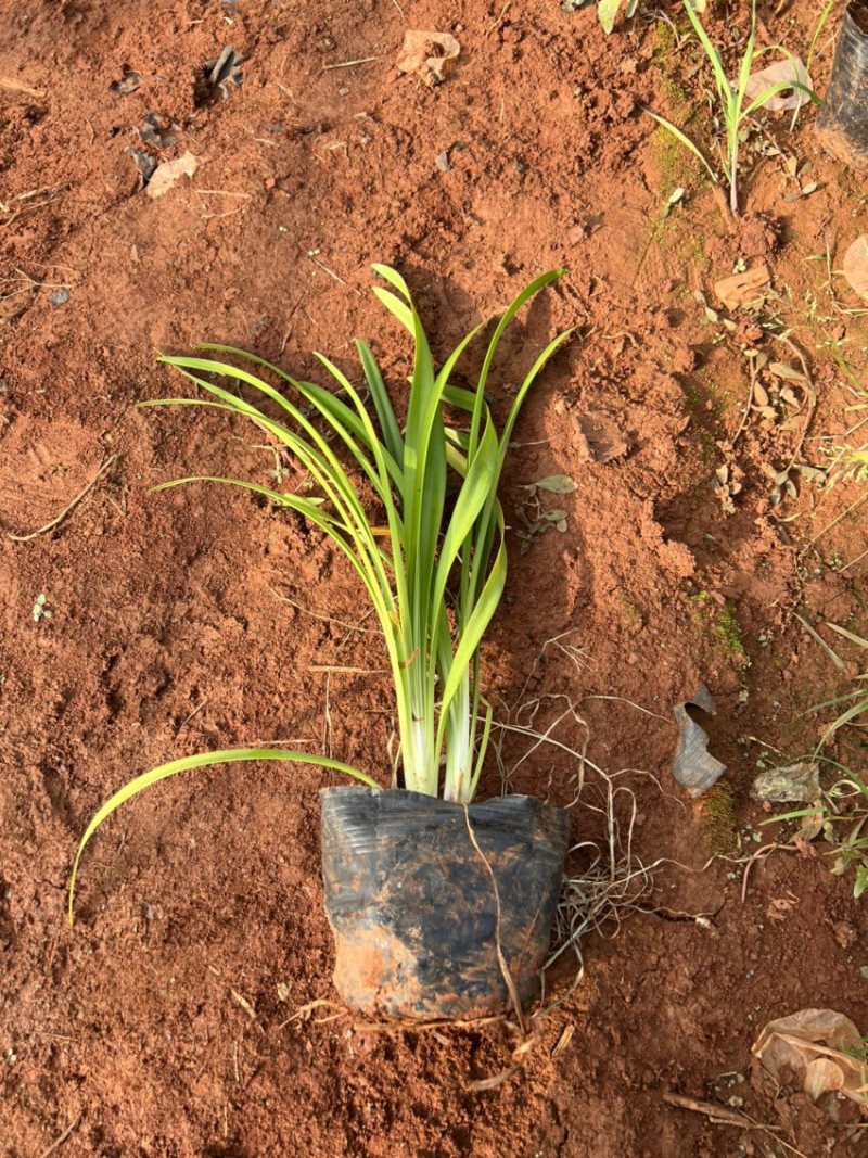 百子莲绿化苗木庭院种植自产自销大量从优