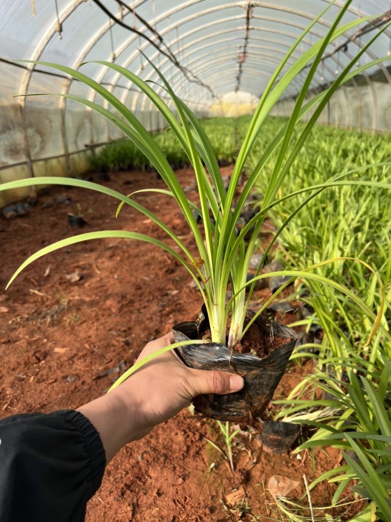 百子莲绿化苗木庭院种植自产自销大量从优