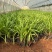 百子莲绿化苗木庭院种植自产自销大量从优