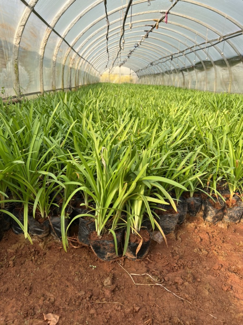 百子莲绿化苗木庭院种植自产自销大量从优
