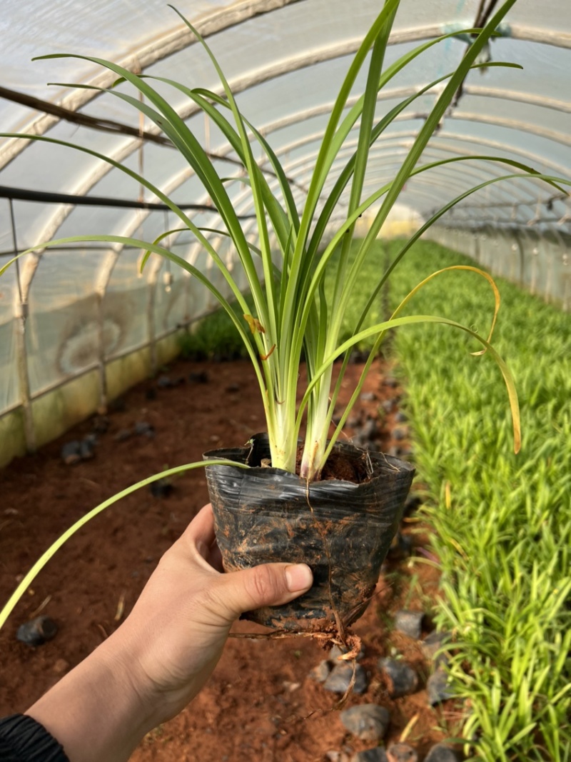 百子莲绿化苗木庭院种植自产自销大量从优