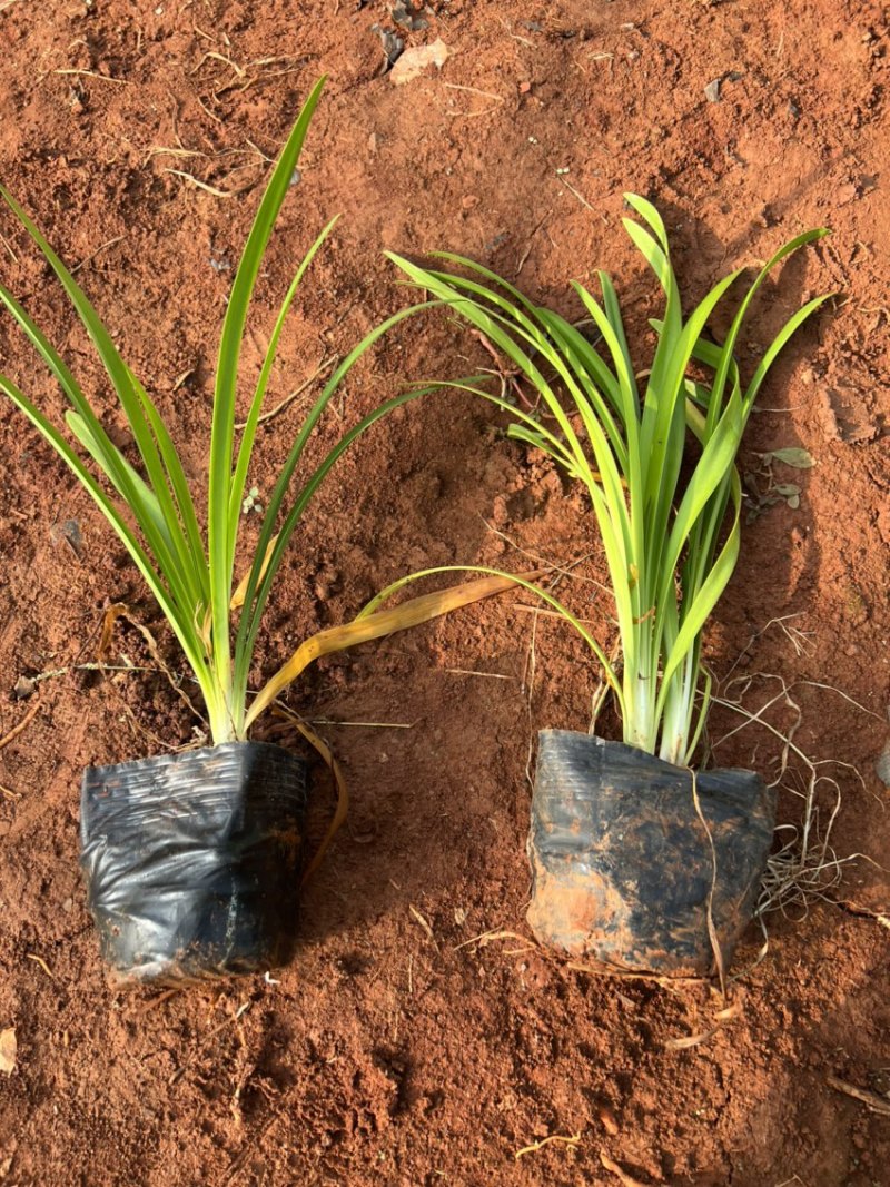 百子莲绿化苗木庭院种植自产自销大量从优