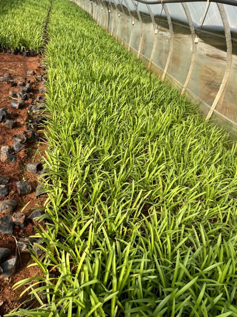 百子莲绿化苗木庭院种植自产自销大量从优